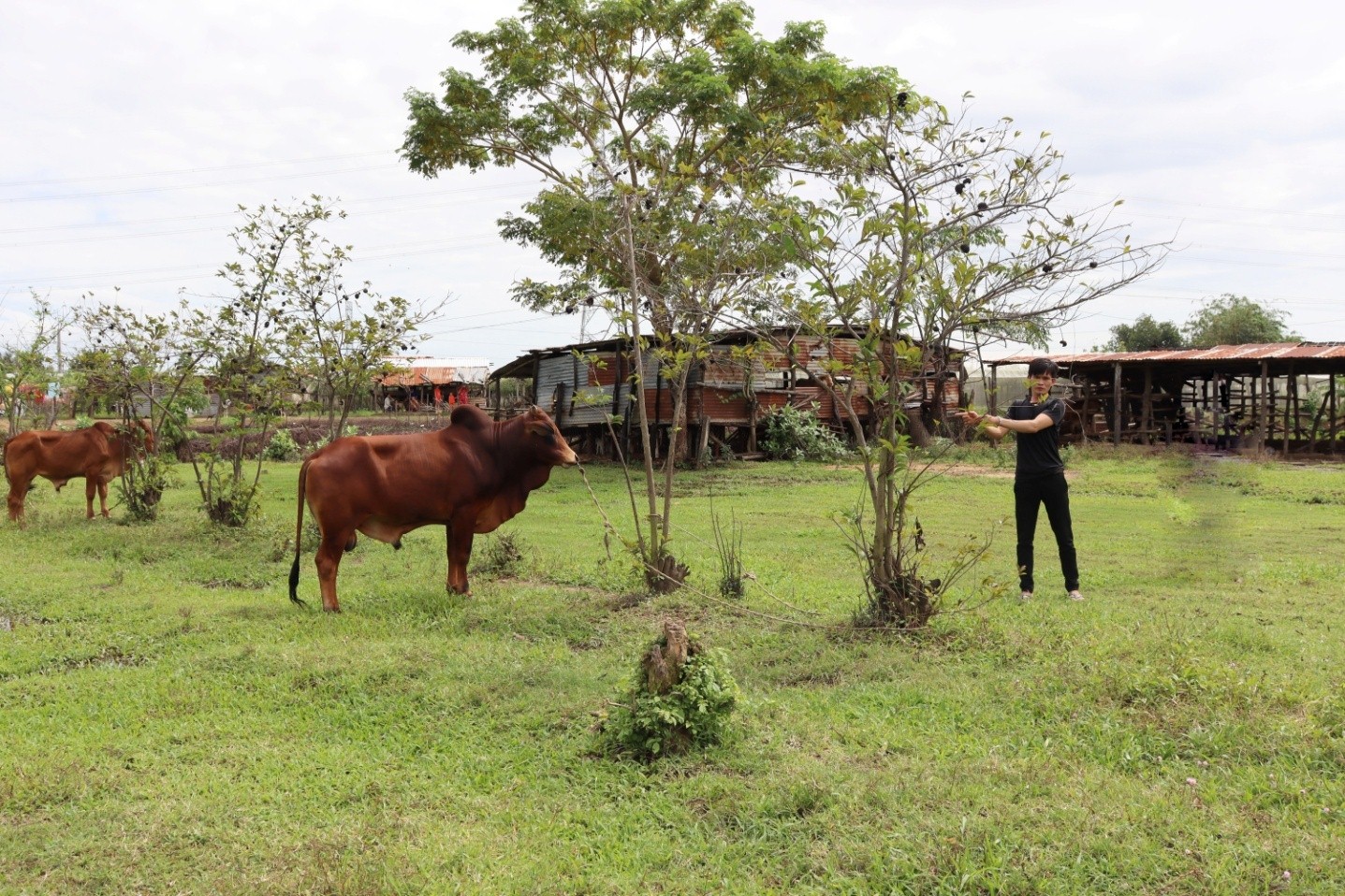 Công an huyện Ninh Phước khám phá nhanh các vụ trộm cắp bò của ...